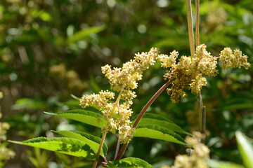Sambucus williamsii, known as Williams elder, a deciduous shrub with hollow stems, opposite compound leaves, white flowers blooming in May, and red berries in summer. Photographed in Korea.