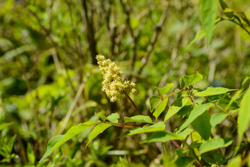 Sambucus williamsii, known as Williams elder, a deciduous shrub with hollow stems, opposite compound leaves, white flowers blooming in May, and red berries in summer. Photographed in Korea.