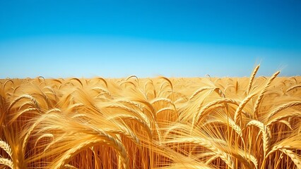 kamut. A vast field of mature wheat under a clear blue sky, golden grains swaying. travel magazines, destination branding, designed for travel destination branding, used by social media managers.