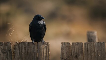 Landing solitary black crow settling onto fence post at field, scanning horizon with dried grass - Powered by Adobe