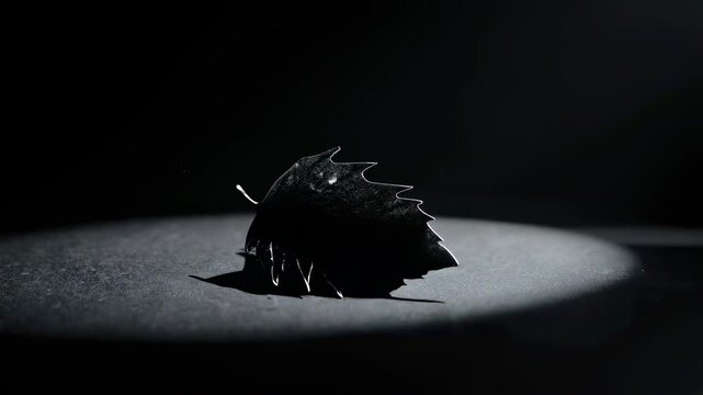 A Black Metallic Leaf Form Object Rests Under A Spotlight On A Dark Reflective Surface