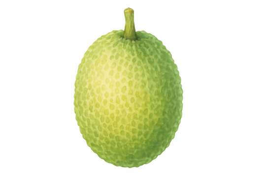 Breadfruit watercolor illustration, tropical fruit with green skin, isolated on transparent background, art and food concept