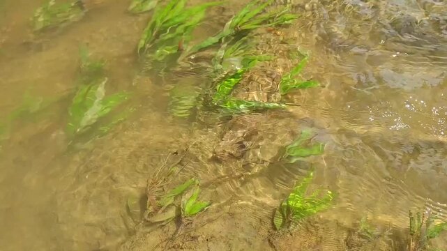 green grass in the water, Cryptocoryne pygmaea plants that grow naturally in rivers, ornamental plants for Aquascape