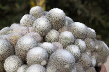 Cluster of pale globe cacti forming soft textured mound, closeup botanical study highlighting silvery spines, terracotta pot rim, muted outdoor bokeh, tranquil minimalist