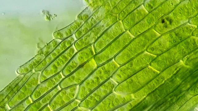 Green Tissues of Moss Leaf Observed in Detail