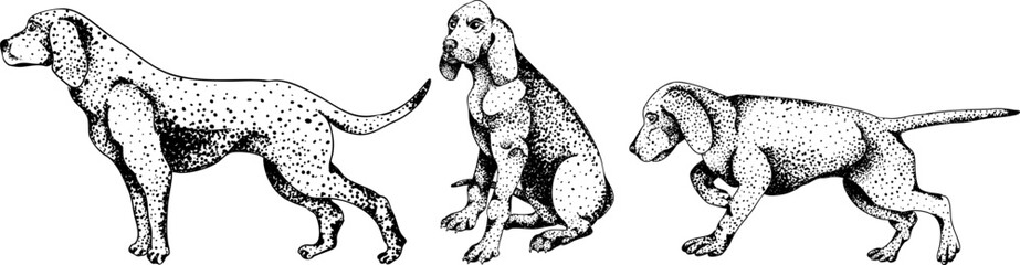 Vector elements of traditional English horse hunting. Hunting dogs