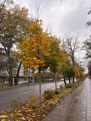 Vibrant Autumn Foliage Lining a City Sidewalk