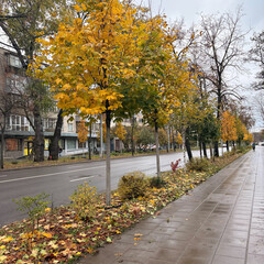Golden Autumn Leaves on a City Street