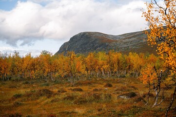 Fototapeta premium Autumn birch forest with mountain view in Kilpisjarvi Lapland Finland