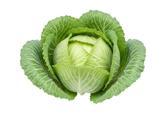 Isolated green cabbage, vibrant food ingredient, fresh produce for salad, healthy eating