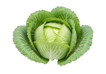 Isolated green cabbage, vibrant food ingredient, fresh produce for salad, healthy eating