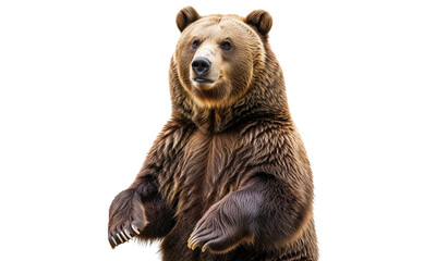 Obraz premium A detailed close-up of a brown bear standing proudly, showing strength and texture, isolated on a bright white background for stock and nature themes.