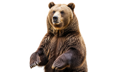 A detailed close-up of a brown bear standing proudly, showing strength and texture, isolated on a bright white background for stock and nature themes.