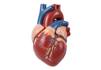 Isolated human heart medical model for learning and health related information tools