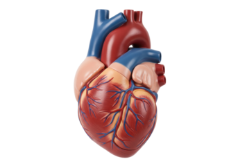 Isolated human heart medical model for learning and health related information tools