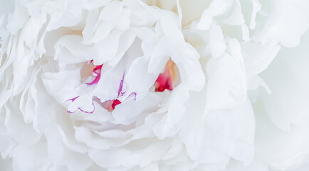 Close-up of a white peony: delicate petals, a slight pinkish tint in the center, and an airy texture