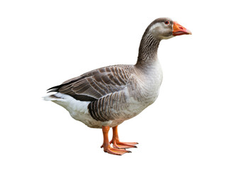 Isolated Graylag goose stands tall, close up, shows detailed feathers and bright orange legs