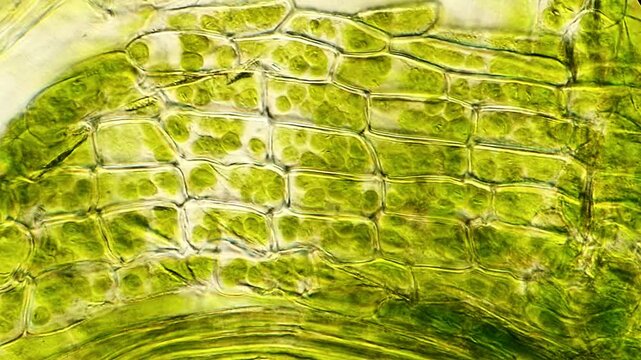 Detailed Microscopy of Moss Leaf Cellular Arrangement