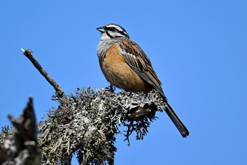 male Rock bunting // Zippammer - Männchen (Emberiza cia) 