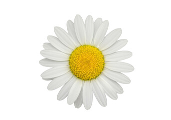 Isolated, Beautiful Daisy Flower, Close-up, Springtime Flora, Floral Still Life, Fresh Beauty