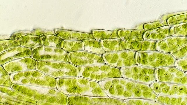 Chloroplasts Moving Inside Moss Leaf Cells