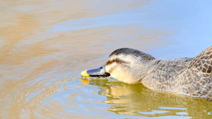 Fototapeta premium くちばしを水面につけるカモ 