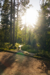 Sunbeams in the pine forest with path and play of light in a peaceful natural.