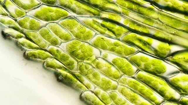 Microscopic World of Moss Leaf Tissue in Detail