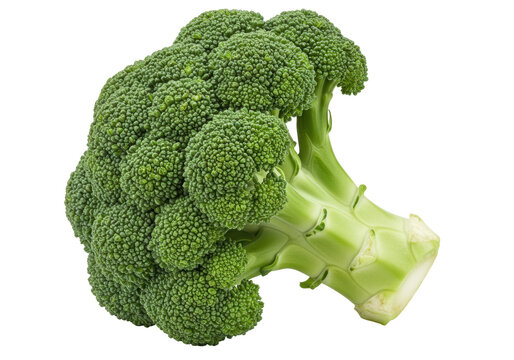 Isolated fresh raw green broccoli floret for healthy eating and cooking on table, cut