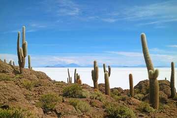 Isla Incahuasi rocky outcrop with large Trichocereus Pasacana cactus overlooking the vast salt flats of Salar de Uyuni, Bolivia, South America