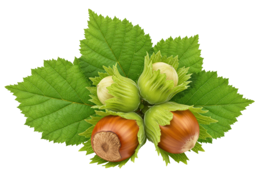 Isolated hazelnuts with leaves, two shelled and two not yet shelled; natural nuts concept