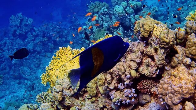 Giant blue angel fish swimming in the tropical coral reef