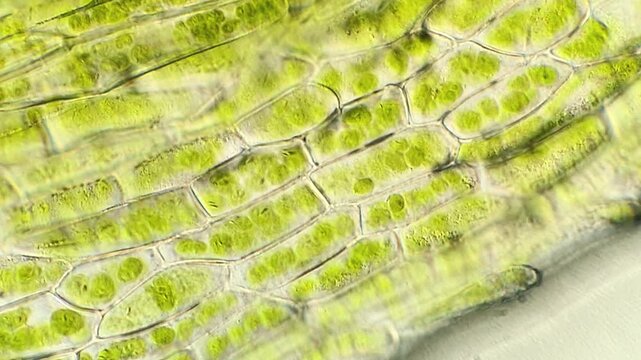Cellular Structure of Moss Leaf at High Magnification