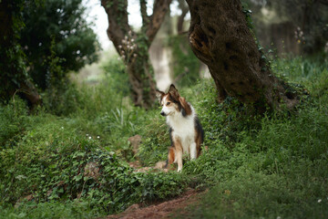A border collie stands on a dirt trail between olive trees. The greenery and scattered sunlight give the moment a calm and wild feel.