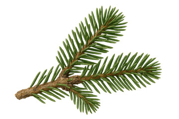 Conifer branch showing green needles and evergreen foliage for christmas and nature themes on transparent background