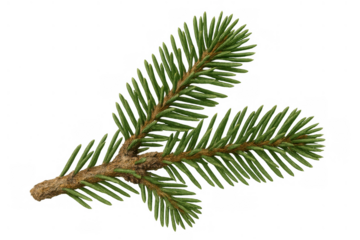 Conifer branch showing green needles and evergreen foliage for christmas and nature themes on transparent background