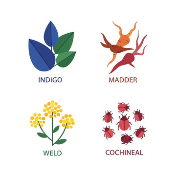Natural Dye Sources Icon Set with Indigo Madder Weld and Cochineal.