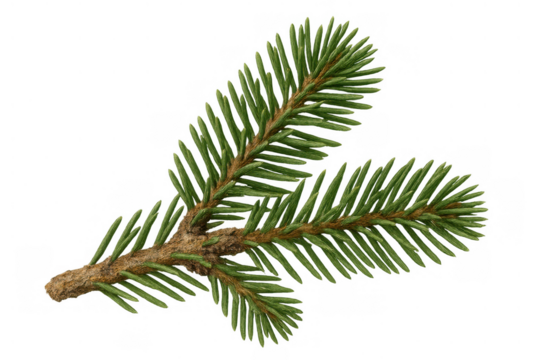 Conifer branch showing green needles and evergreen foliage for christmas and nature themes on transparent background
