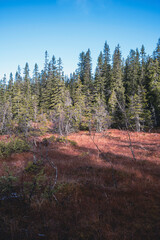Marshland by the path from Hongsætra to the Holokampen Hilltop, part of the Totenåsen Hills, in November.