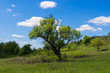 Obraz premium Green tree alone on beautiful hill with grass and blue sky with white clouds in the spring or summer season. Spring field landscape. Planet Earth
