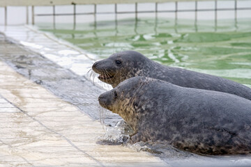 Two young cute seals