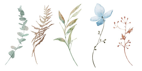 Watercolor hand drawn set of botanical elements. Winter frozen flowers and plants, dry plants