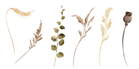 Watercolor hand drawn set of botanical elements. Dry plants, leaves, branches