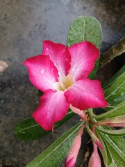 Close-Up of a Pink Adenium Flower