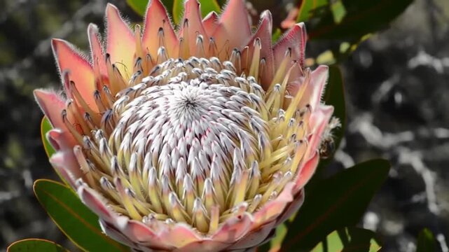 Close up of a protea flower vibrant colors and natural beauty