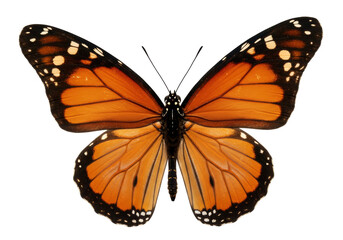 Isolated Monarch butterfly fluttering with delicate wings, beautiful insect close up view