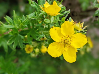 Obraz premium Close-up of yellow Potentilla aurea flowers