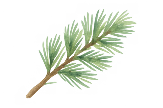 Pine branch watercolor painting, hand drawn evergreen twig, botanical illustration with transparent background