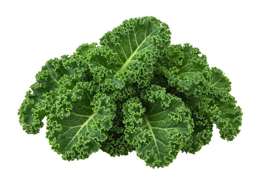 Isolated pile of fresh dark green kale leaves, nutritious vegetable with curly edge, nobody