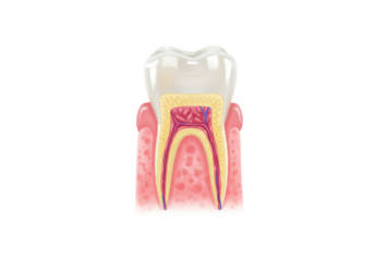 Isolated cross-section diagram illustrating the structure and layers of a human tooth